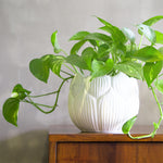 White Round Ceramic Pot