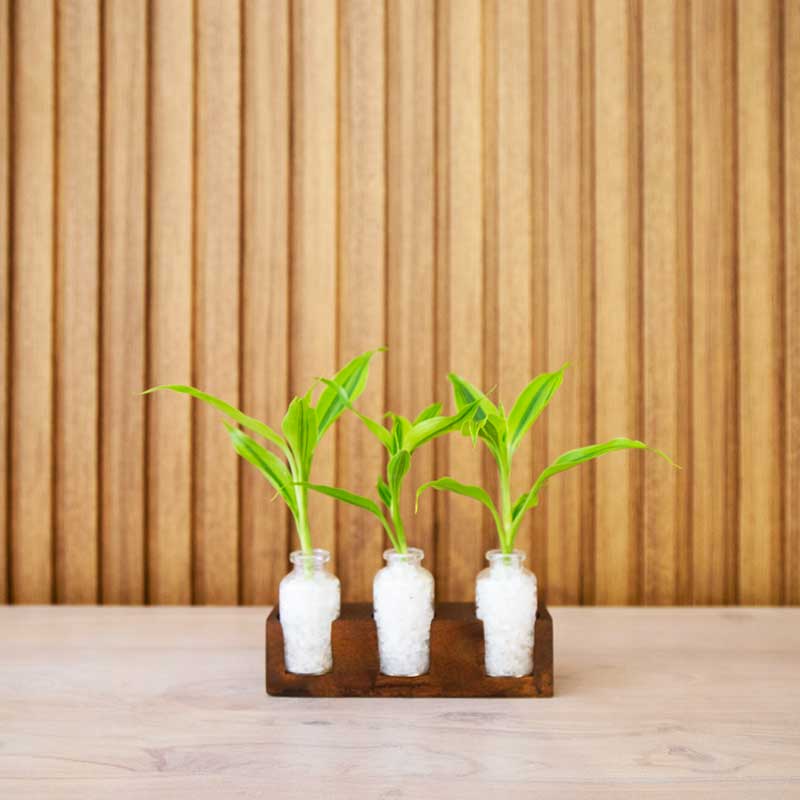 Natural Plant 3 Set (Small)