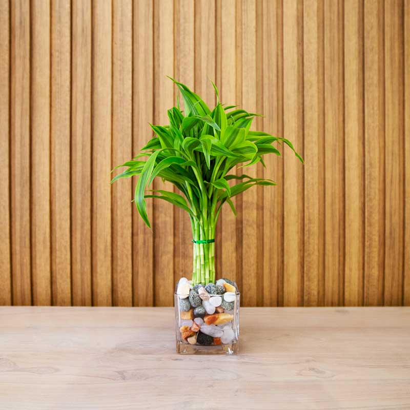 Natural Plant Box (Medium)