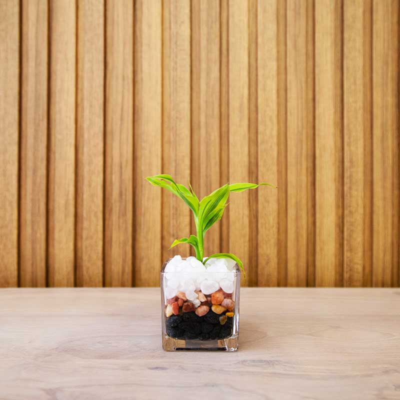 Natural Plant Box (Small)
