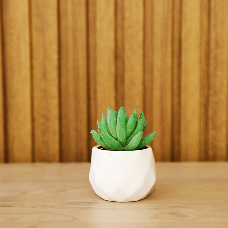 succulent plants for sale in sri lanka Artificial Succulent