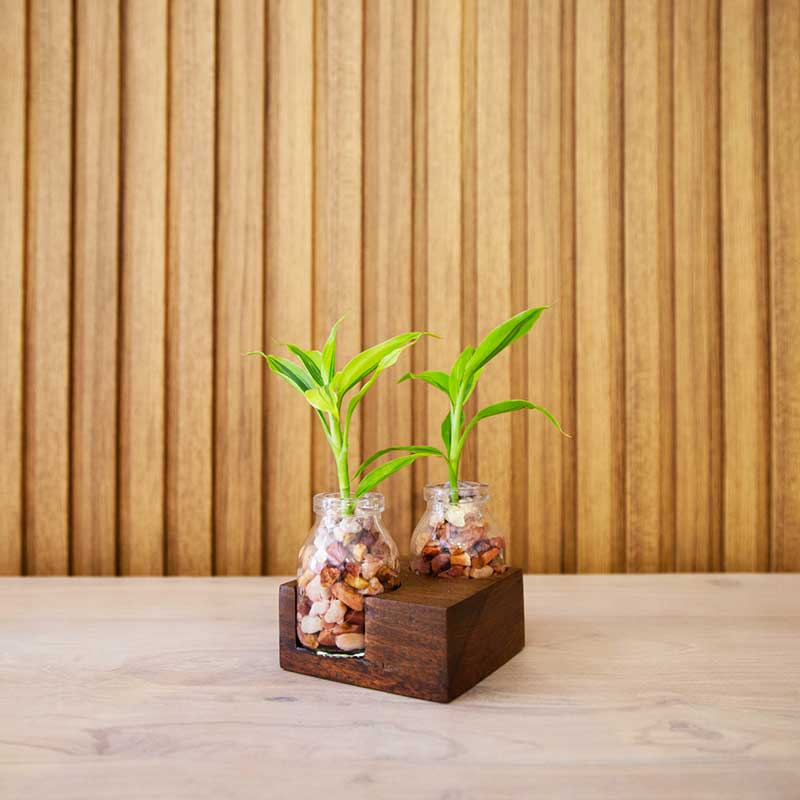 Natural Plant Double Wood (Small)