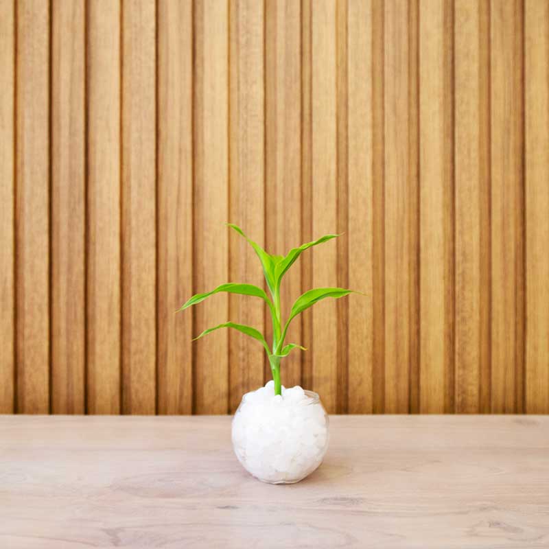 Natural Plant Ball (Small)